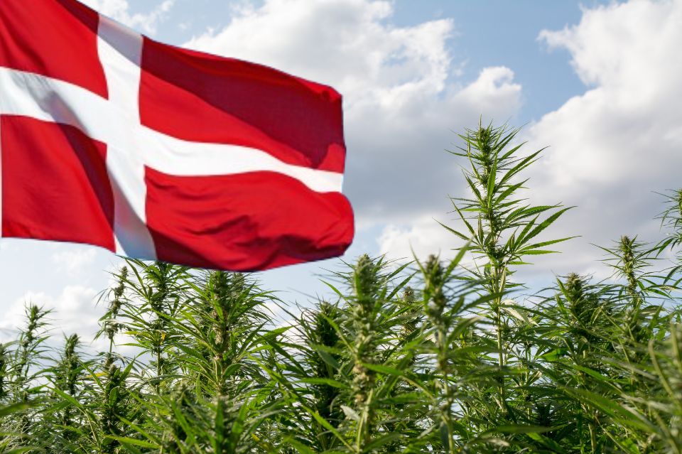 Fra lovliggørelse til boom: Cannabismarkedet i danmark