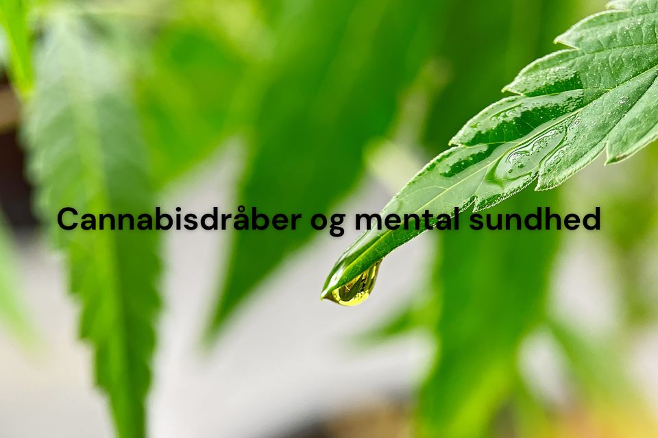 Cannabisdråber og mental sundhed: Fra angst til lykke