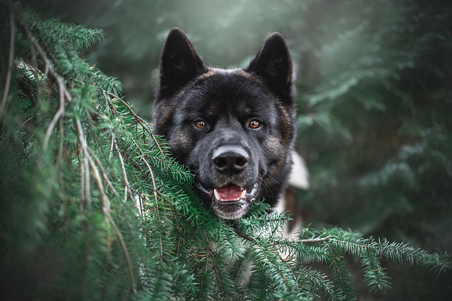 Hundeallergi og gluten: Hvad du skal vide som hundeejer